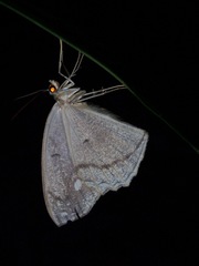 Pareumelea eugeniata