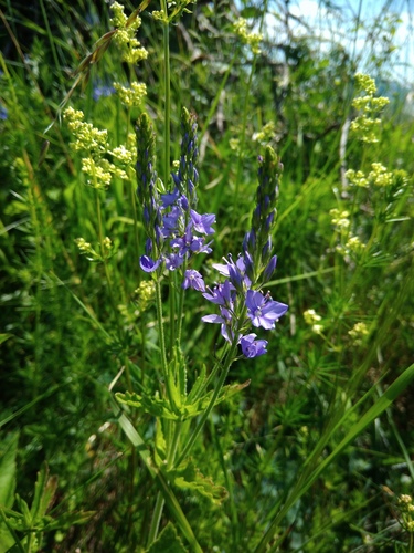 veronika hrdobarkovitá (Veronica teucrium)