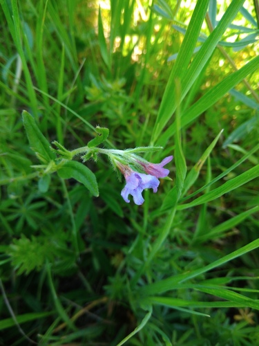 kamienka modropurpurová (Aegonychon purpurocaeruleum)
