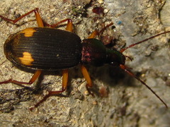 Chlaenius posticalis