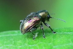Scelodonta dillwyni