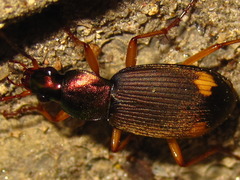 Chlaenius posticalis