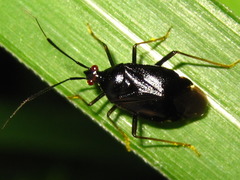 Deraeocoris ater