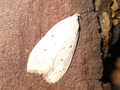 Scythropiodes approximans
