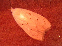 Scythropiodes approximans