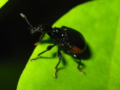 Cycnotrachelus cyanopterus