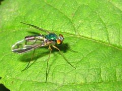 Condylostylus nebulosus