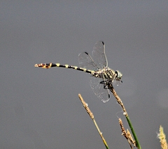 Phyllogomphoides stigmatus