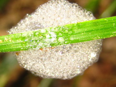 Eoscarta assimilis