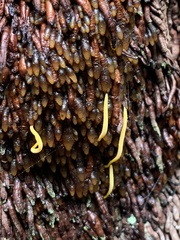 Clavulinopsis amoena