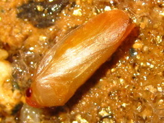 Eoscarta assimilis