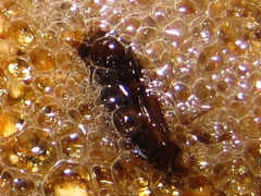 Eoscarta assimilis