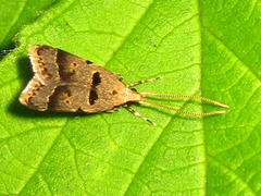 Deltoplastis apostatis