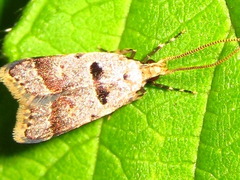 Deltoplastis apostatis