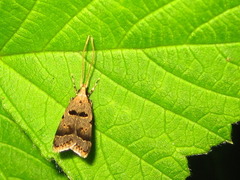 Deltoplastis apostatis
