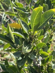 Tricalysia capensis capensis