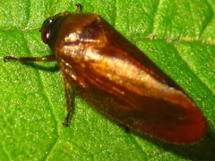 Eoscarta assimilis