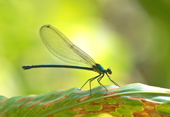 Mnais andersoni