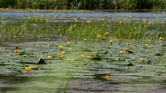 Nuphar lutea