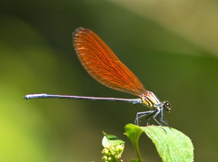 Mnais andersoni