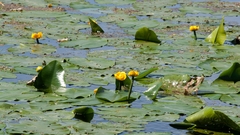 Nuphar lutea