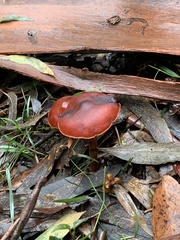 Cortinarius persplendidus