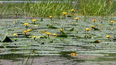 Nuphar lutea
