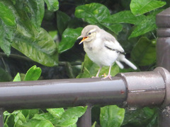 Motacilla alba lugens