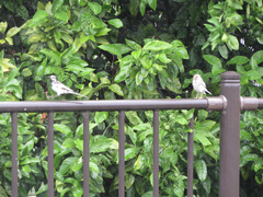 Motacilla alba lugens