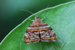 Choreutis orthogona