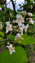 Catalpa speciosa