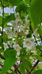 Catalpa speciosa