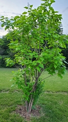 Catalpa speciosa
