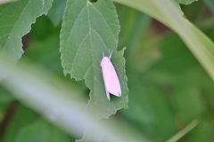 Schoenobiinae