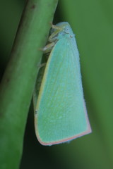 Sanurus