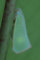 Sanurus