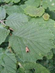Nemophora degeerella