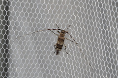 Acanthocinus griseus