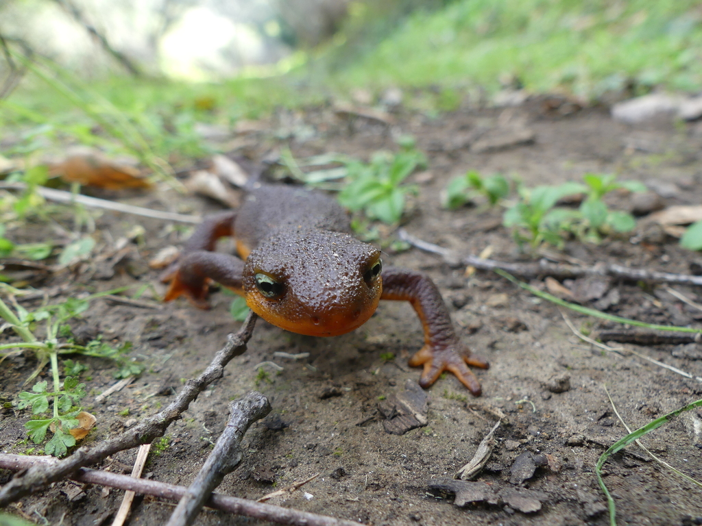 California Newt In February 2018 By Wyattherp · Inaturalist 0591