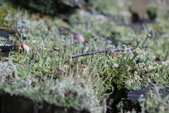 Cladonia botrytes
