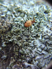 Arthonia phaeophysciae