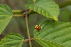Aspidimorpha sanctaecrucis