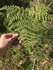 Pteridium aquilinum decompositum