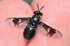 Chrysops ater