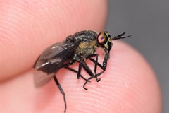 Chrysops ater