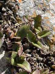 Polystachya pubescens