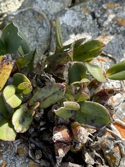 Polystachya pubescens