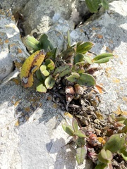 Polystachya pubescens