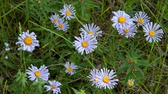 Aster alpinus