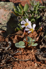 Oxalis magnifolia